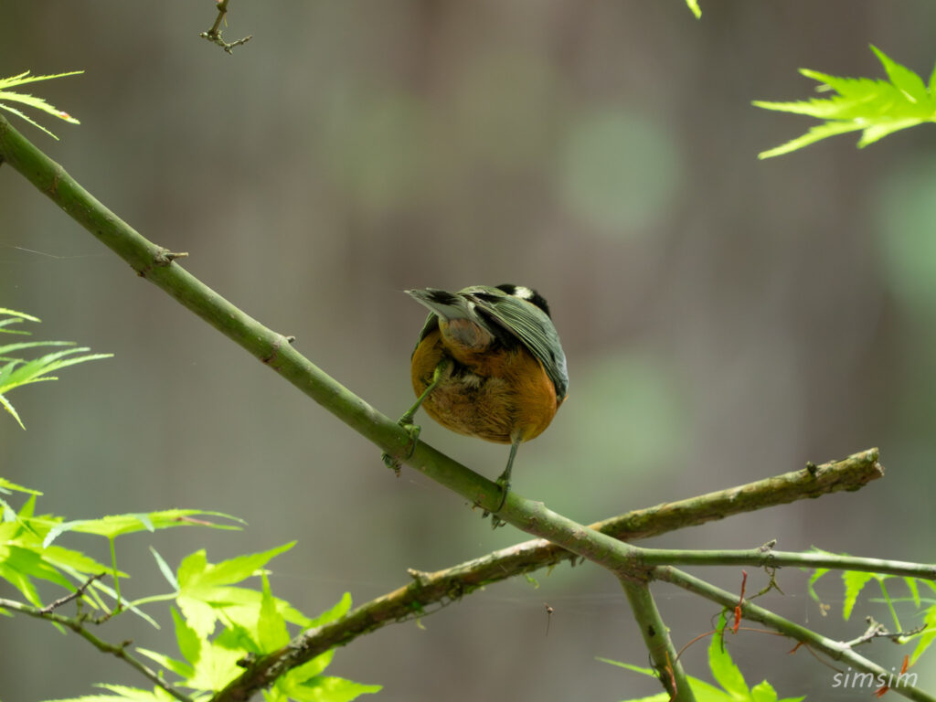 埼玉県 ヤマガラ
