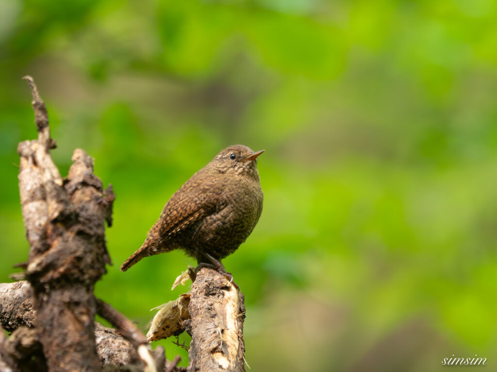 軽井沢 ミソサザイ