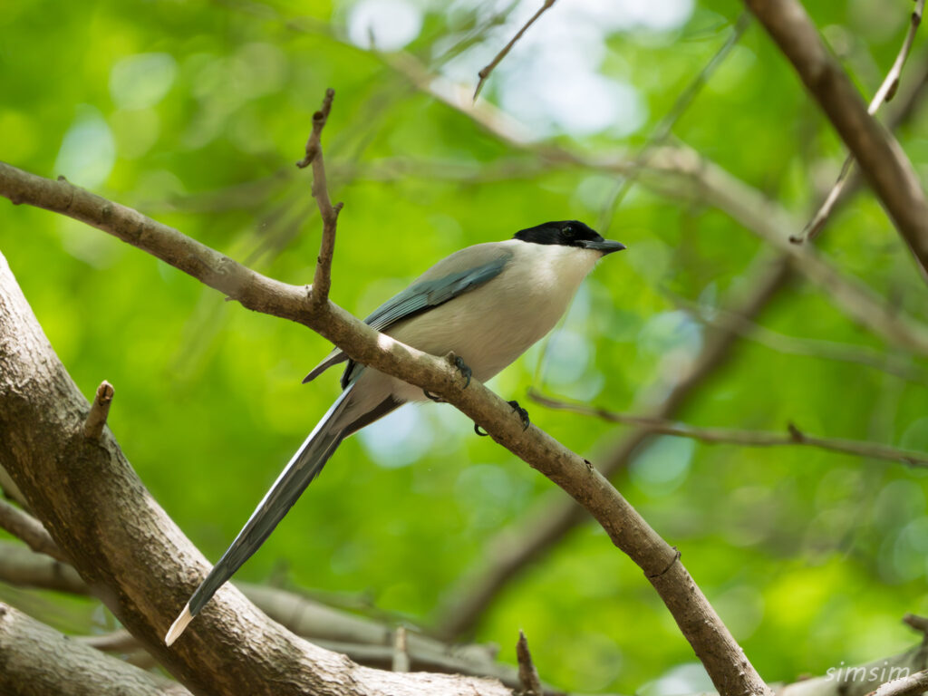東京の公園　オナガ