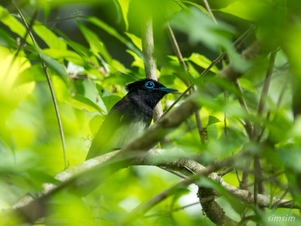 東京の公園　サンコウチョウ