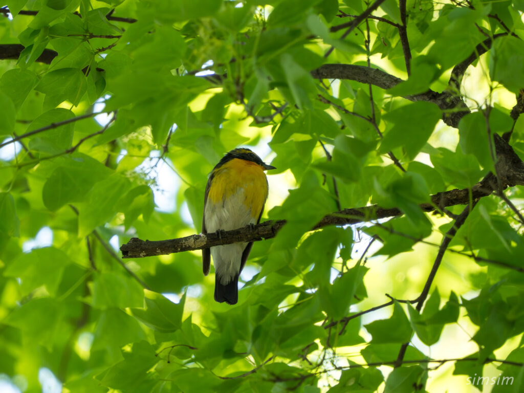 東京の公園　キビタキ
