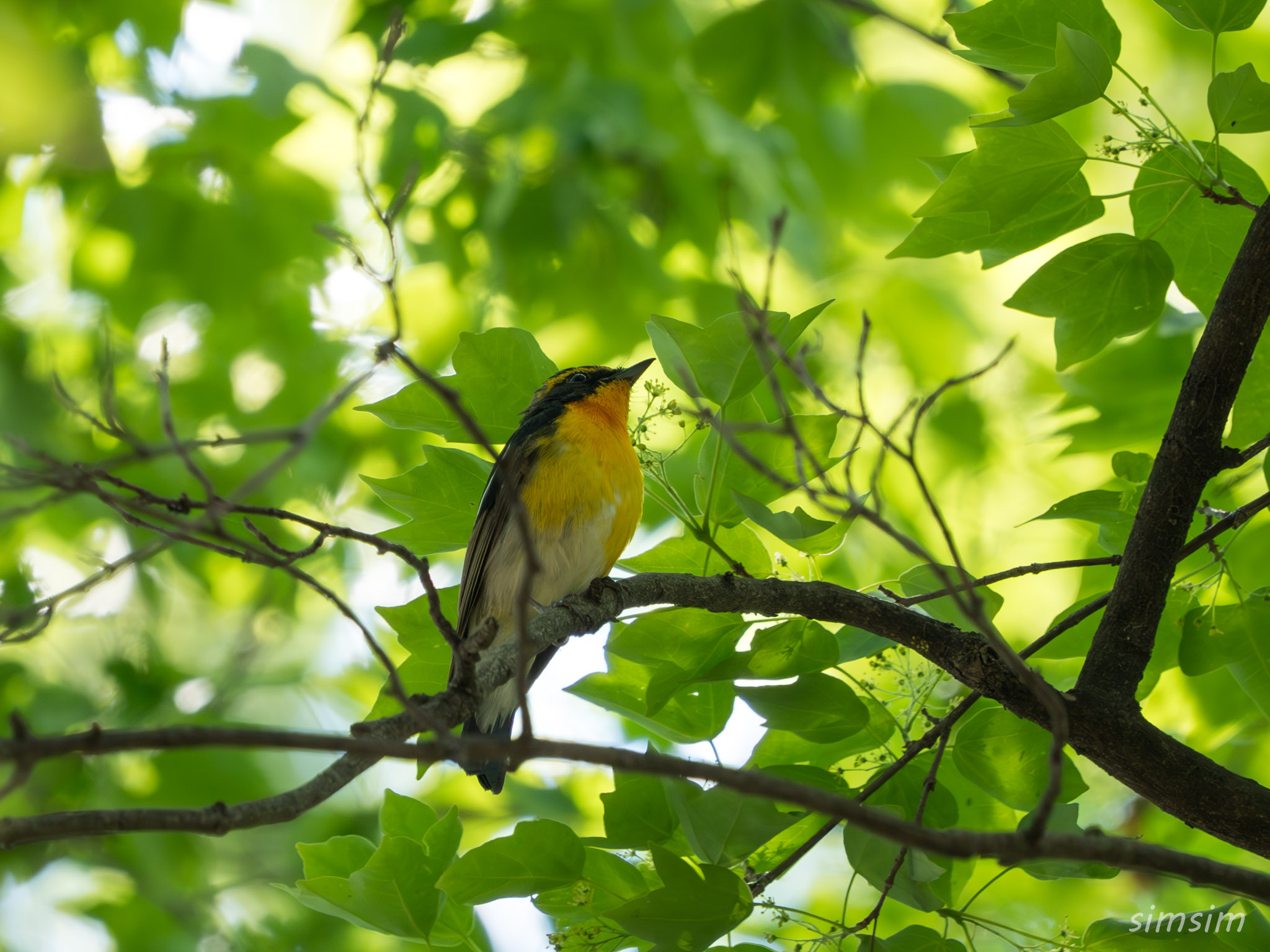 東京の公園　キビタキ
