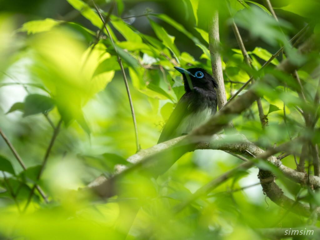 東京の公園　サンコウチョウ