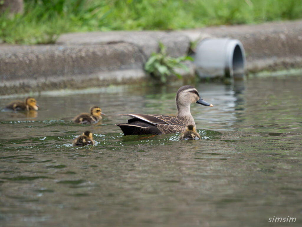 2025年カルガモ親子