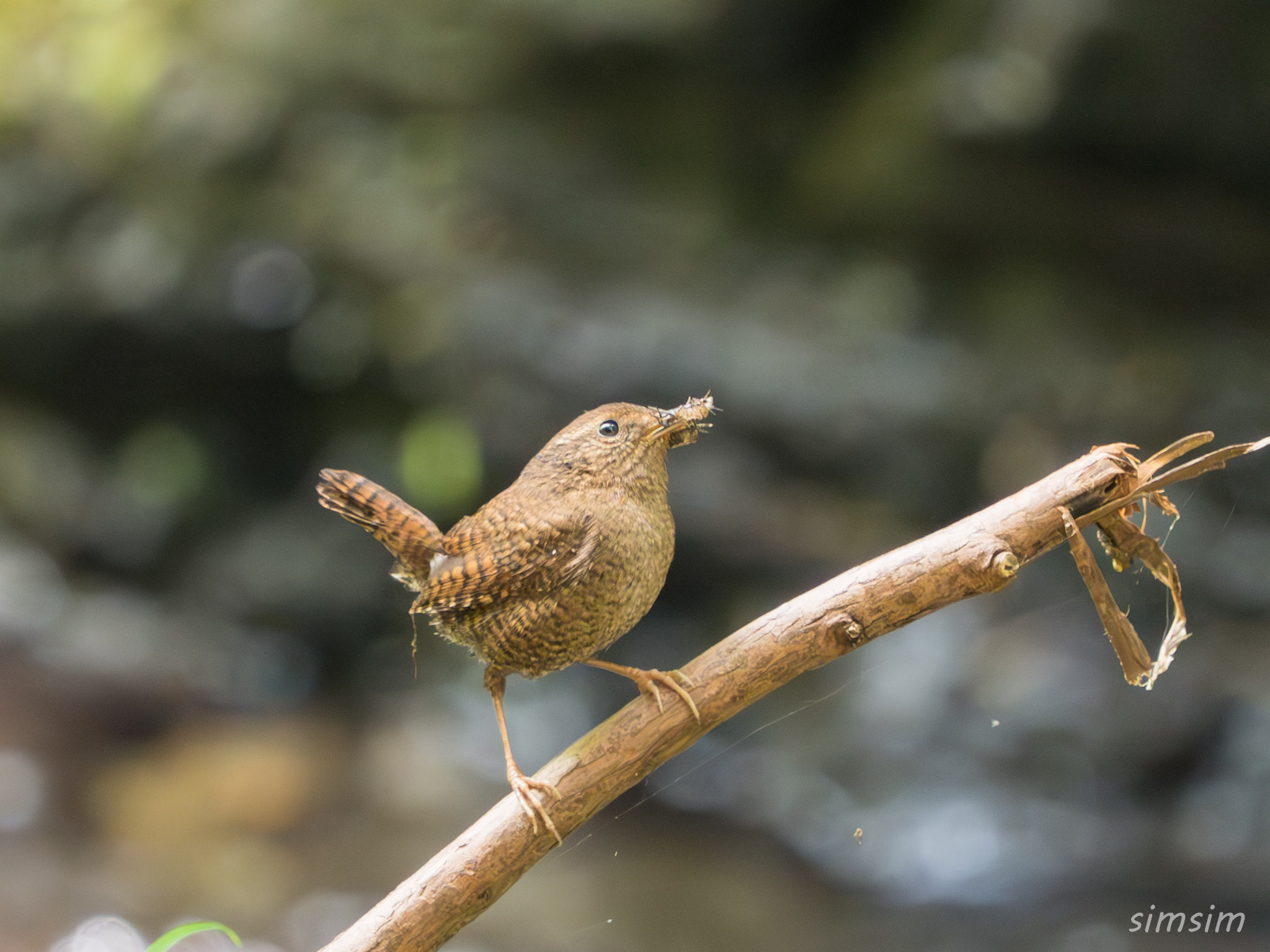 埼玉県　ミソサザイ