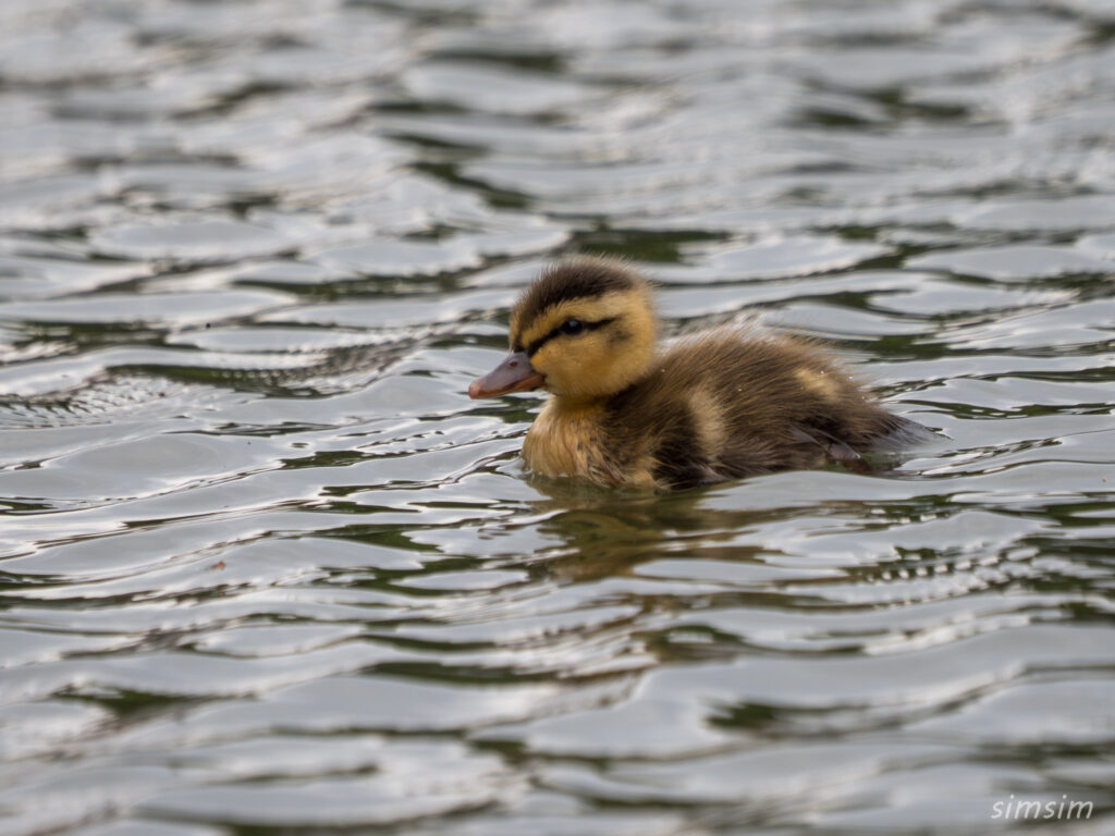 2025年カルガモ親子