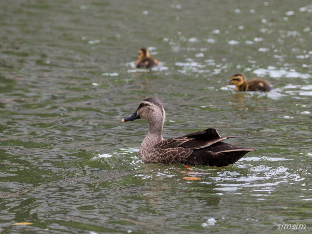 2025年カルガモ親子