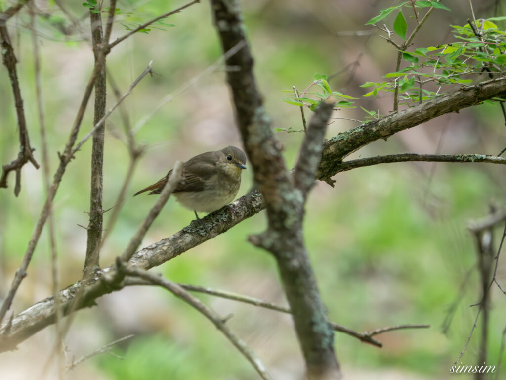 霧ヶ峰 キビタキ