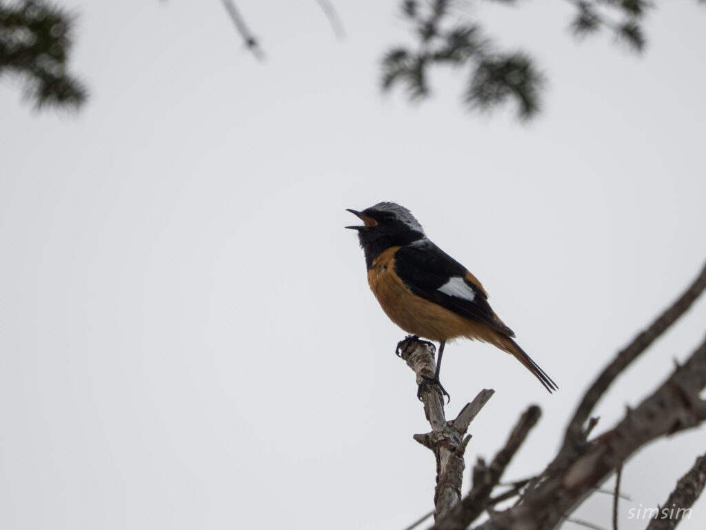 霧ヶ峰 ジョウビタキ