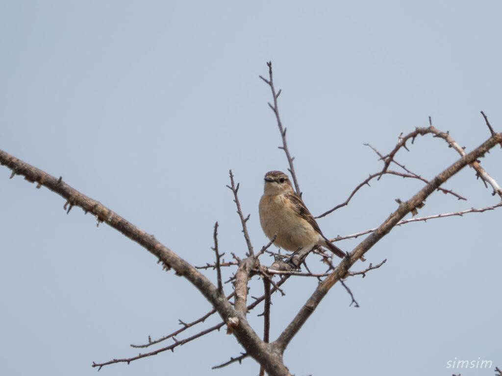 霧ヶ峰 ノビタキ