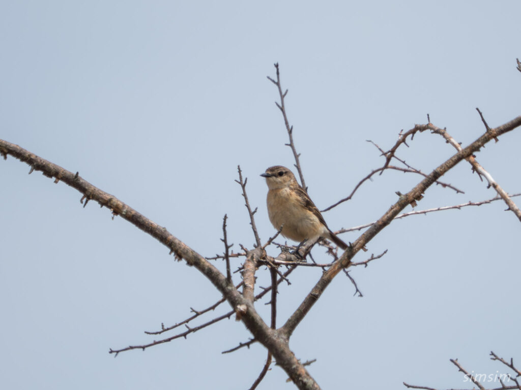 霧ヶ峰 ノビタキ