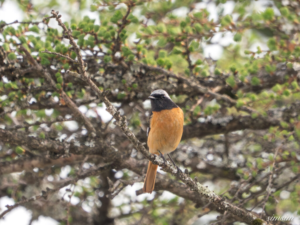 霧ヶ峰 ジョウビタキ