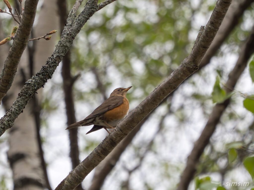 霧ヶ峰 アカハラ