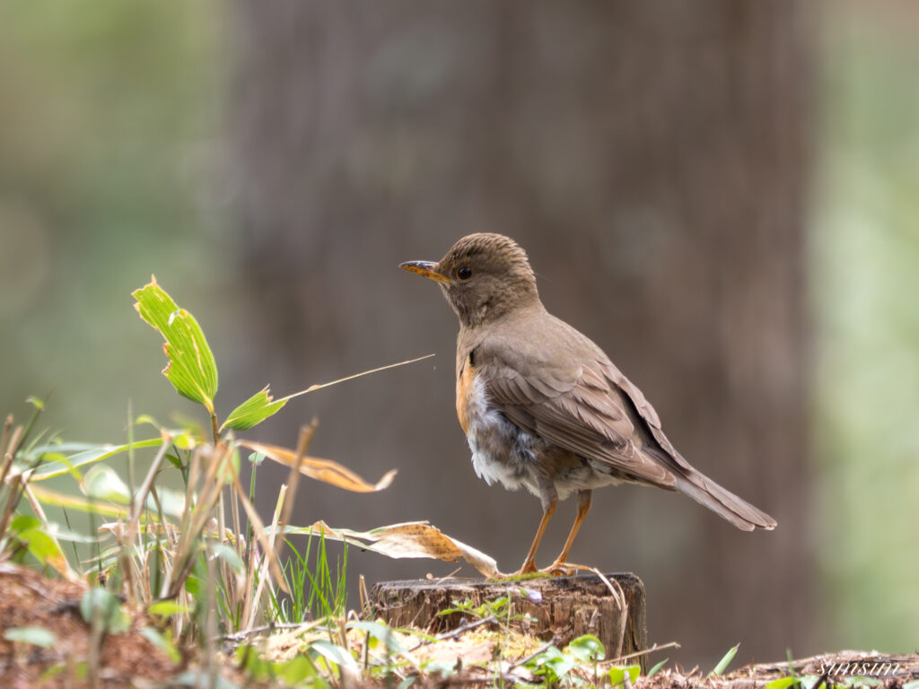 蓼科山山麓 アカハラ