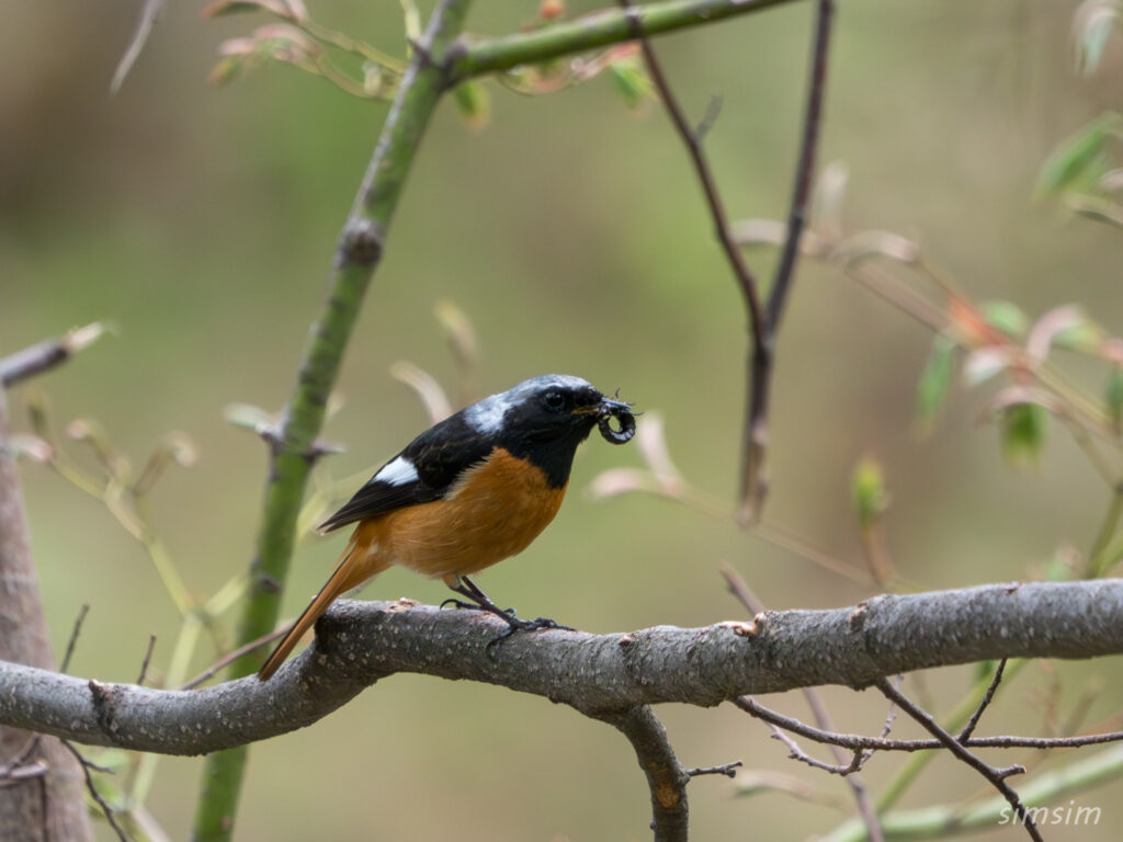 霧ヶ峰 ジョウビタキ