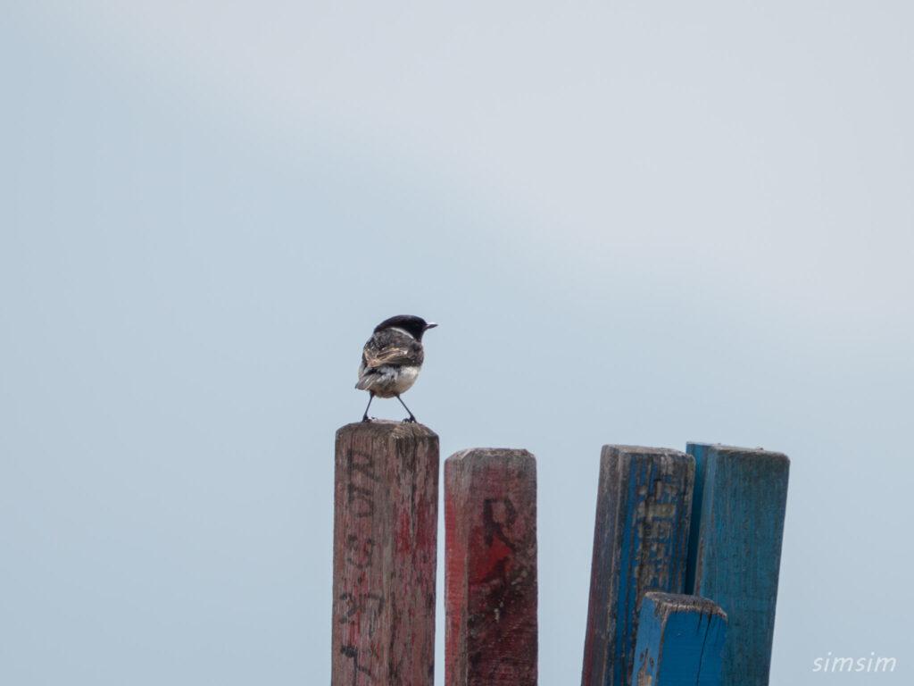 霧ヶ峰 ノビタキ