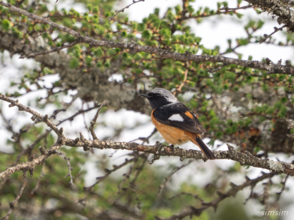 霧ヶ峰 ジョウビタキ