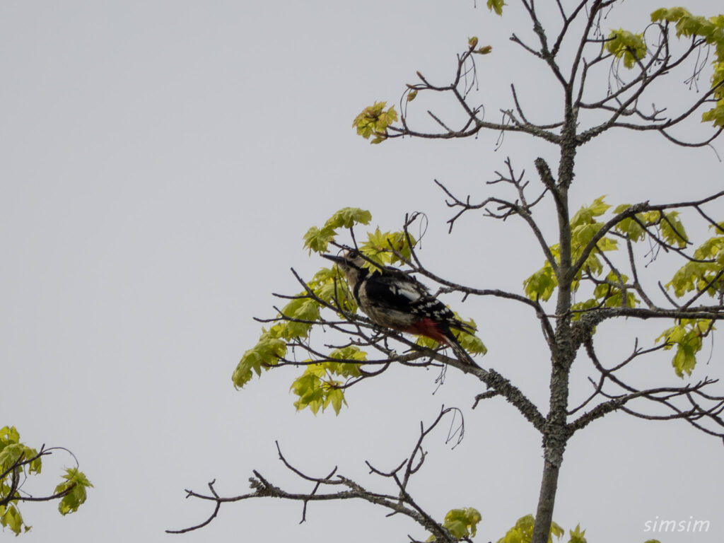 霧ヶ峰 アカゲラ