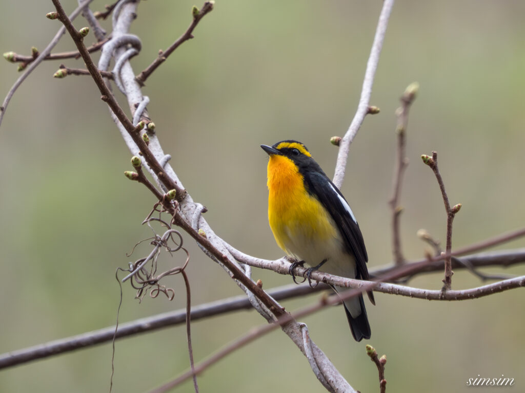 霧ヶ峰 キビタキ