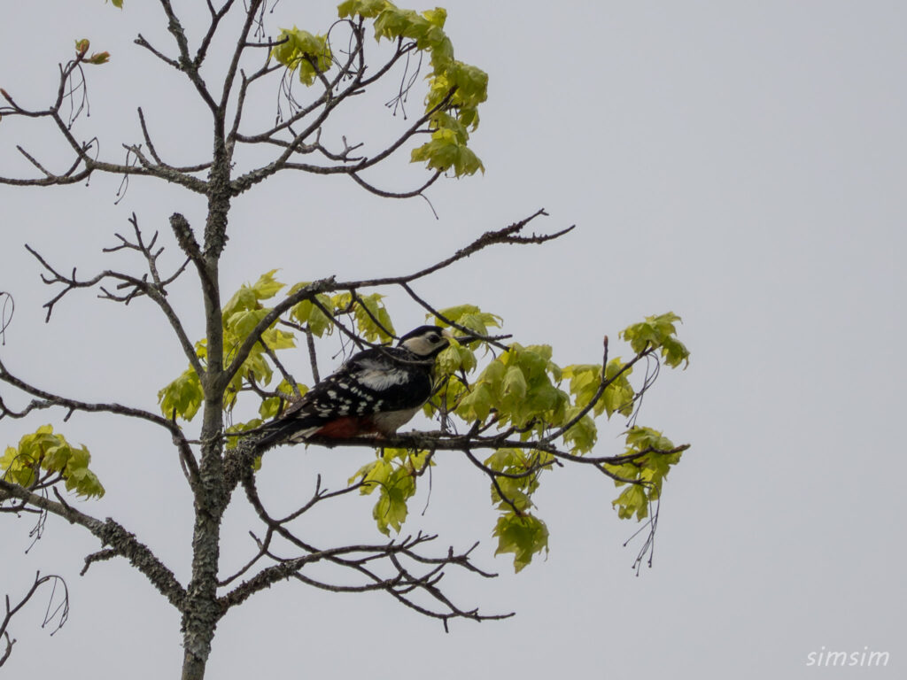 霧ヶ峰 アカゲラ