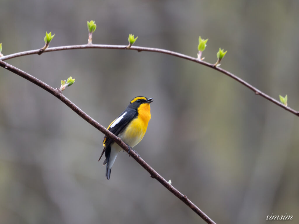 霧ヶ峰 キビタキ