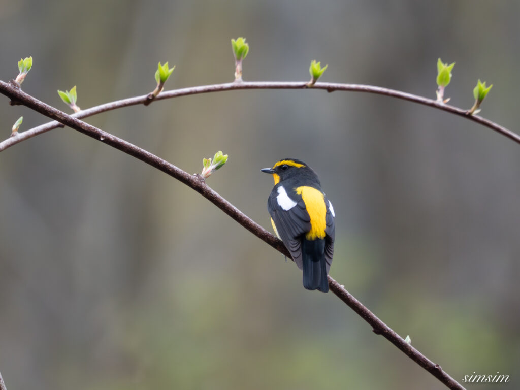 霧ヶ峰 キビタキ