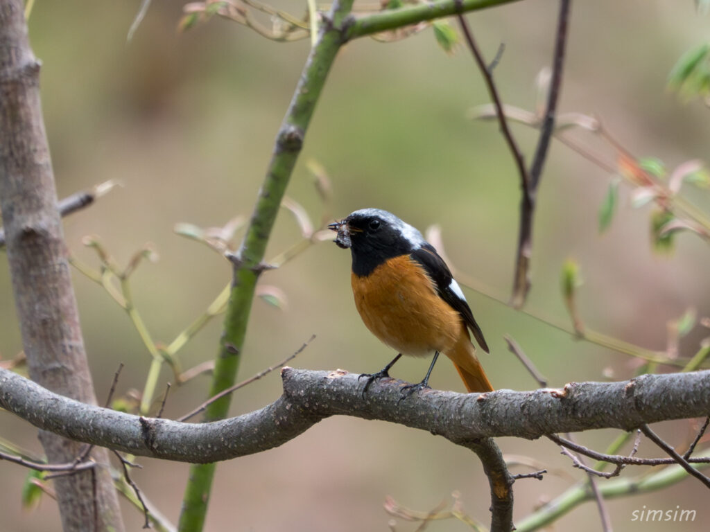 霧ヶ峰 ジョウビタキ