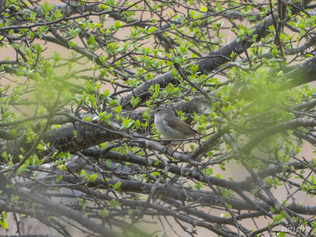 霧ヶ峰 ウグイス