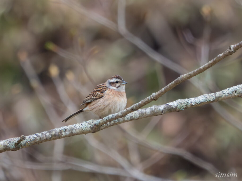 霧ヶ峰 ホオジロ