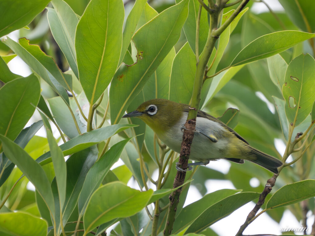 沖縄本島 リュウキュウメジロ