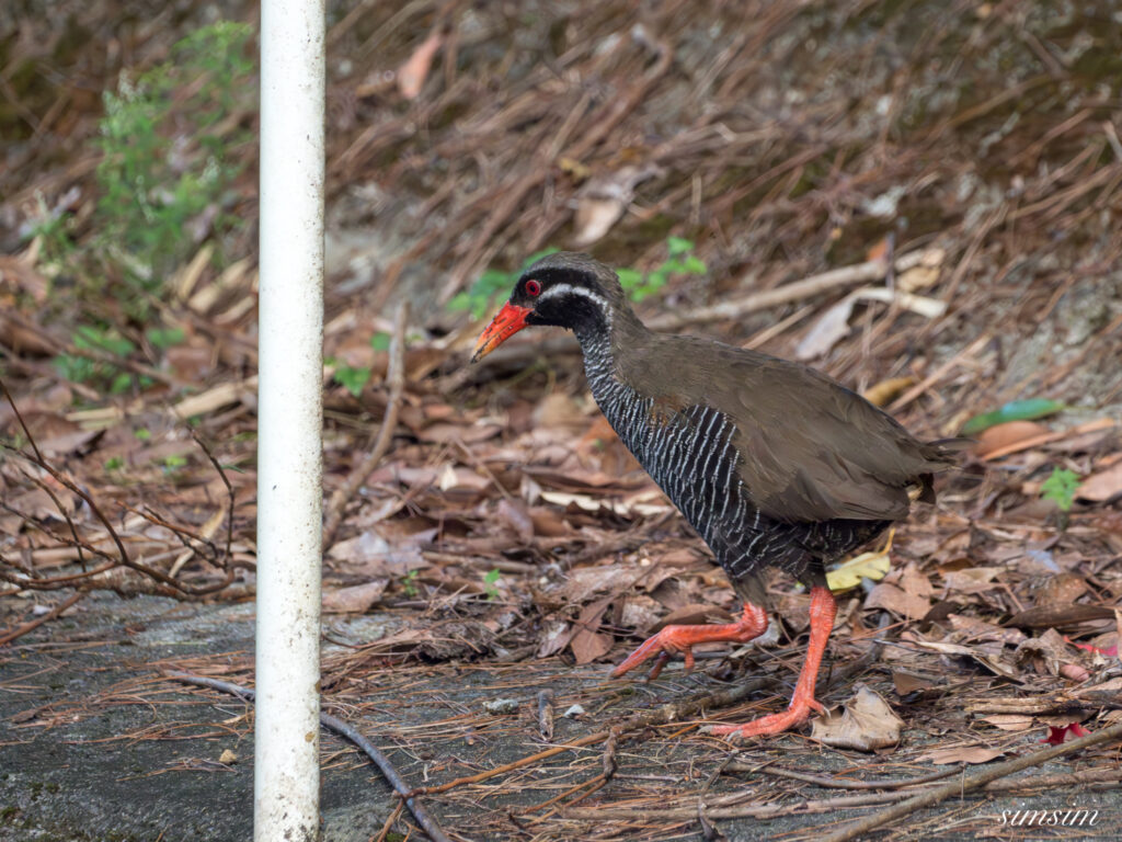沖縄本島 ヤンバルクイナ