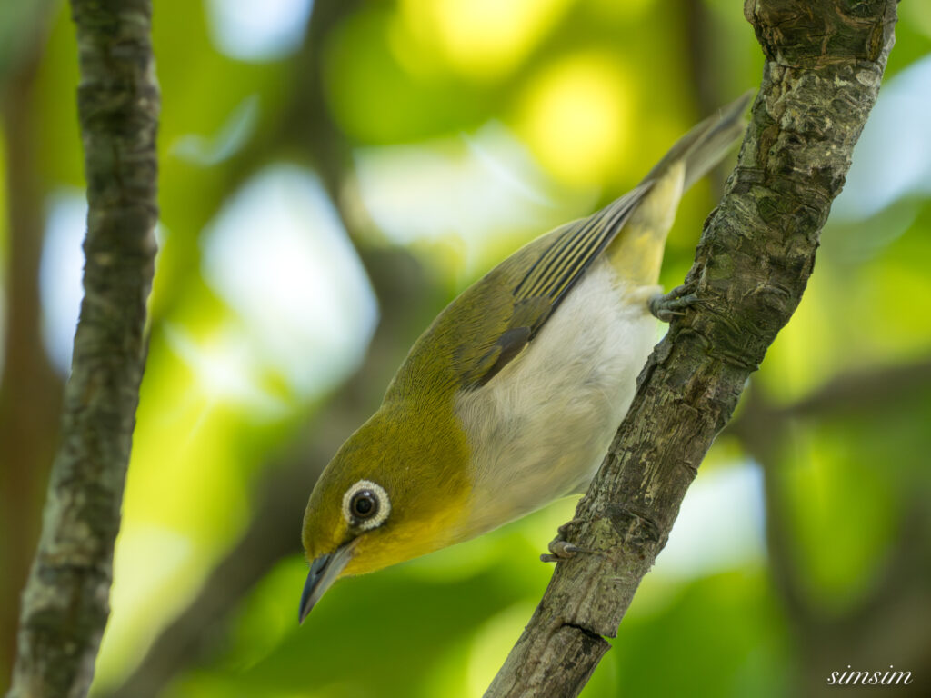 沖縄本島 リュウキュウメジロ