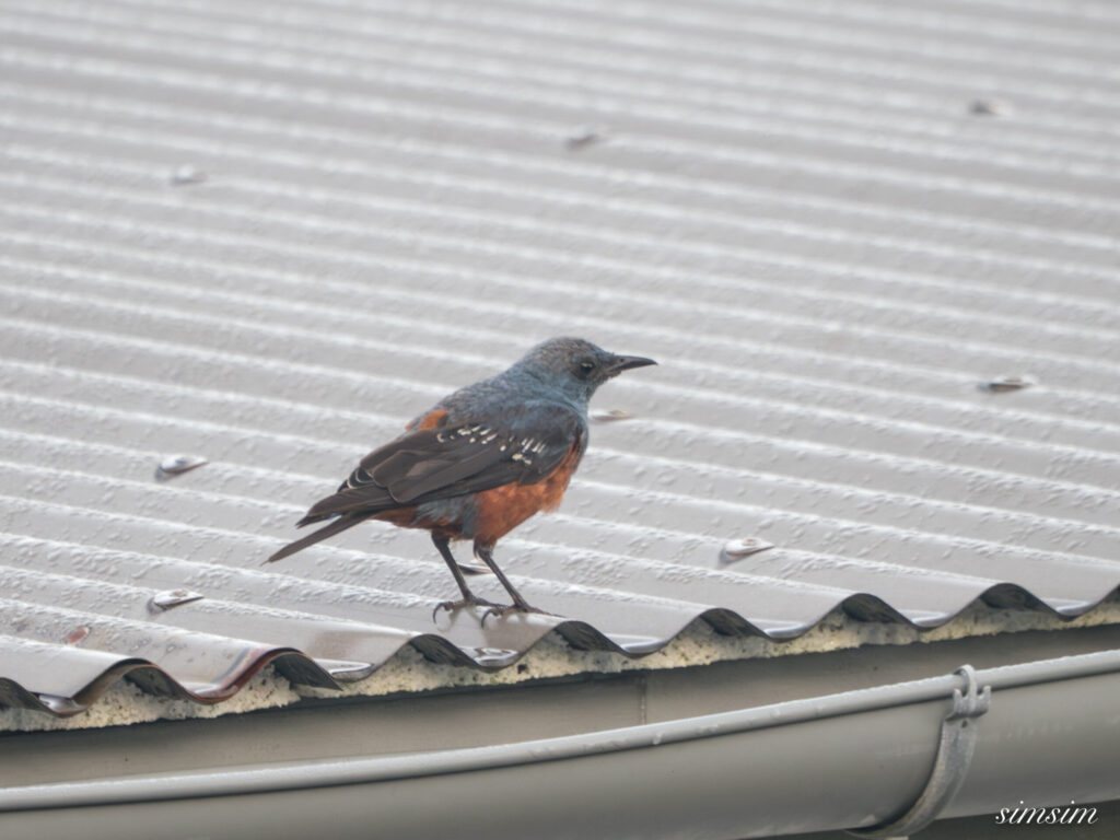 沖縄本島 イソヒヨドリ