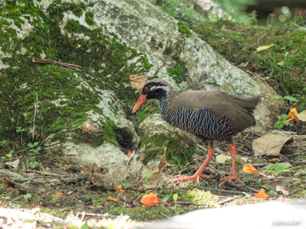 沖縄本島 ヤンバルクイナ