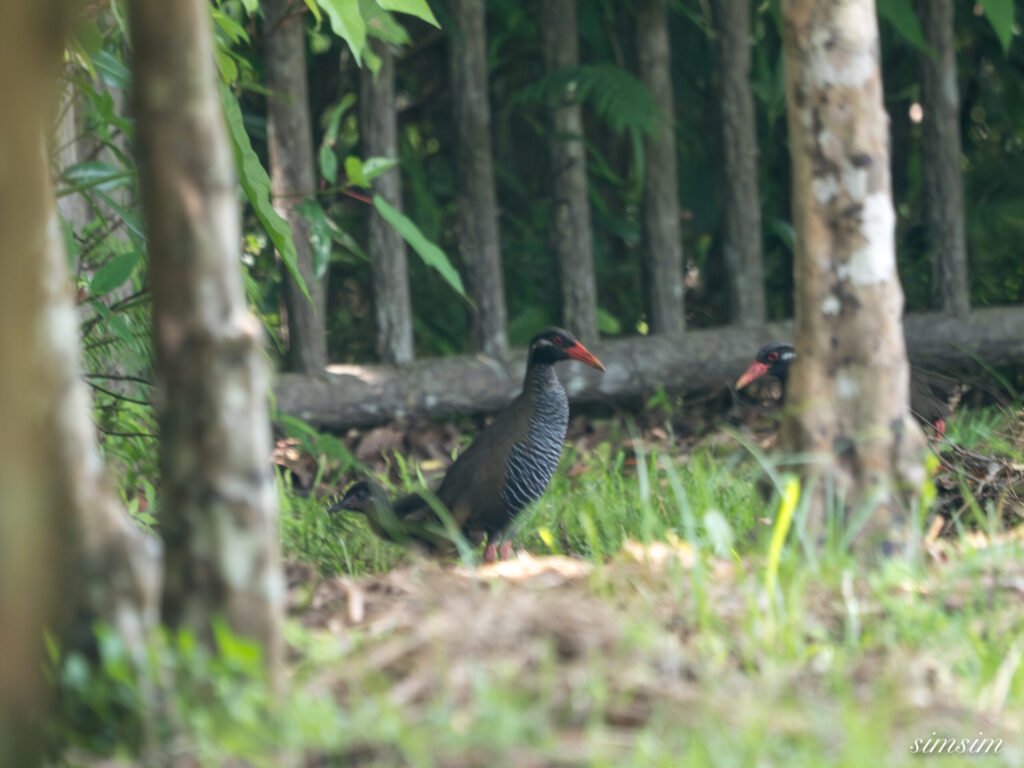 沖縄本島　ヤンバルクイナ