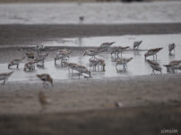 船橋三番瀬 ミユビシギ