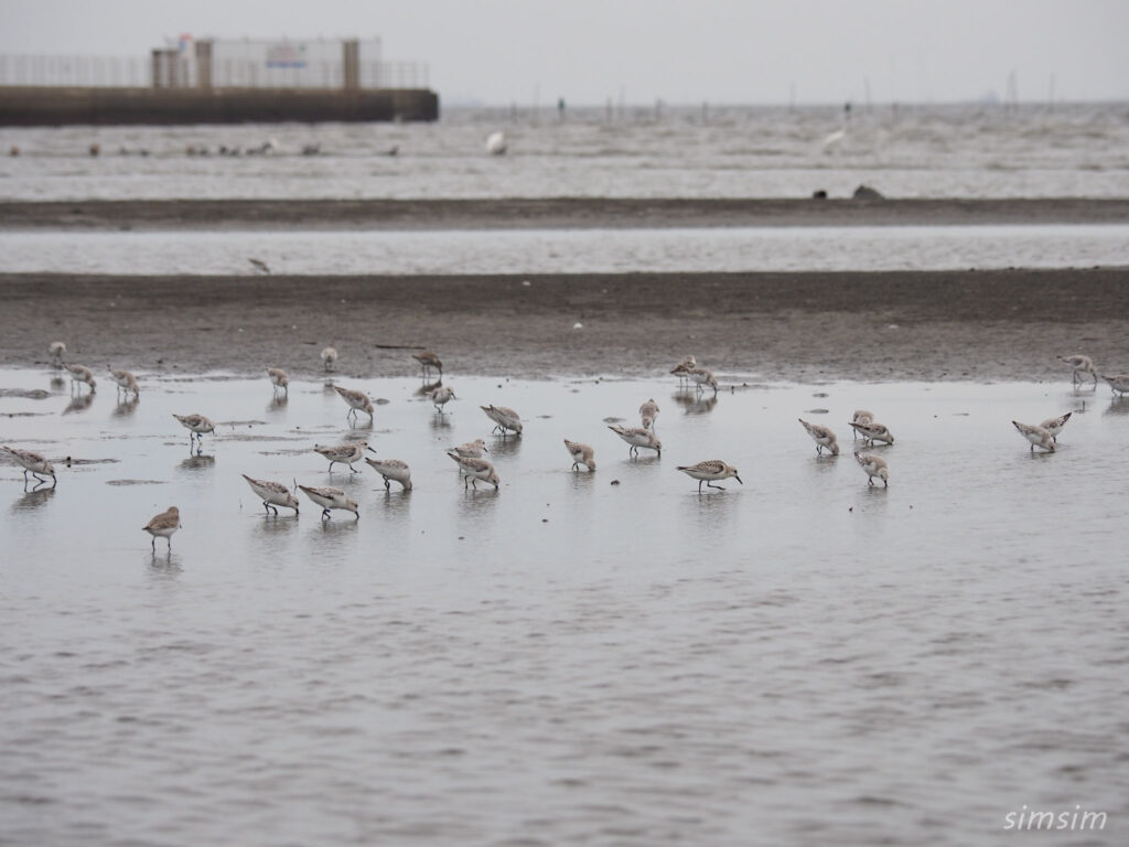 船橋三番瀬 ミユビシギ