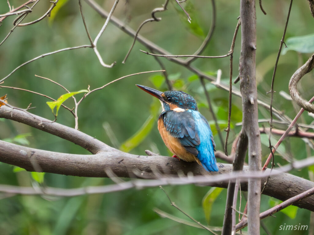 都内の公園 カワセミ