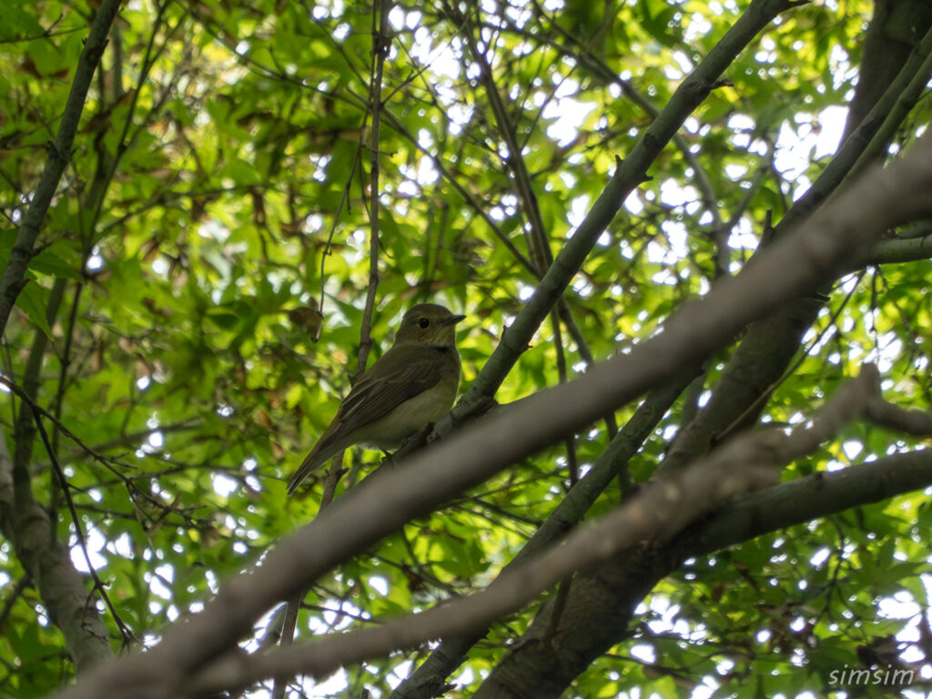 都内の公園 キビタキ