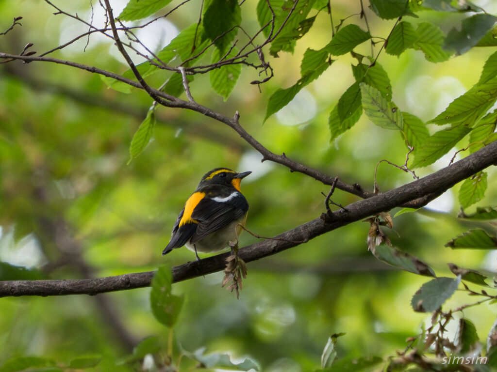 都内の公園 キビタキ