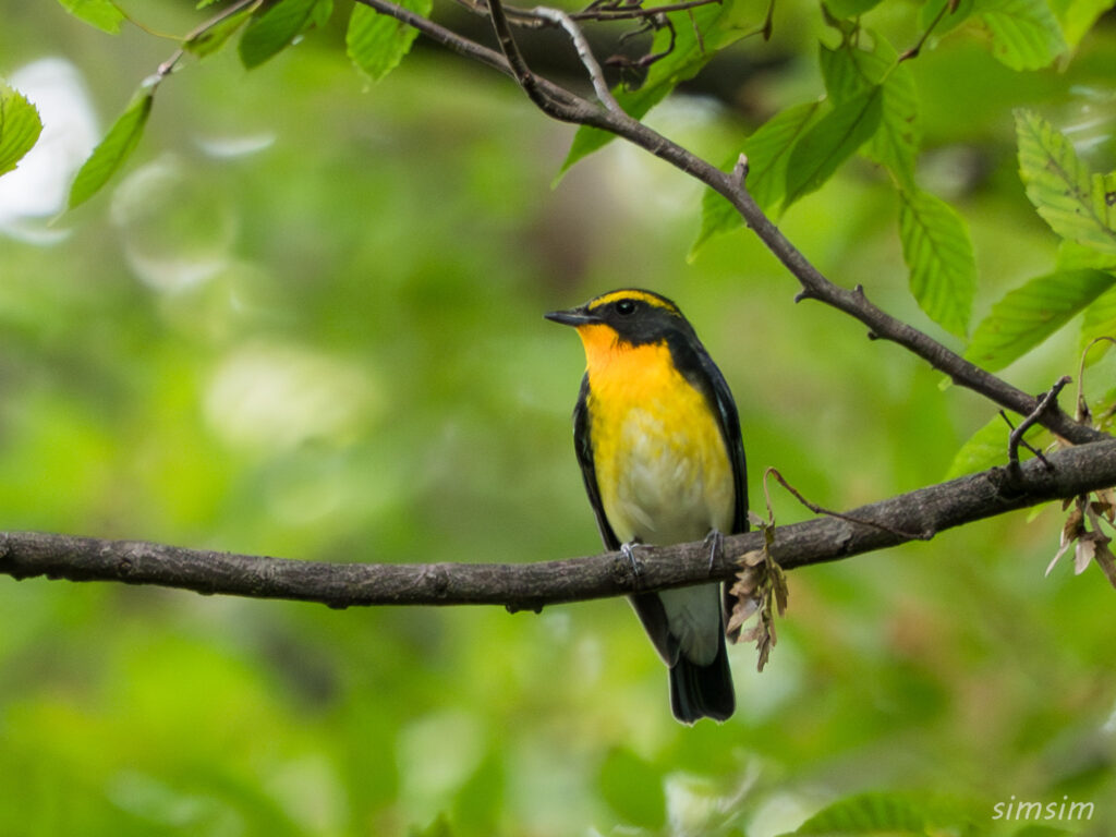 都内の公園 キビタキ