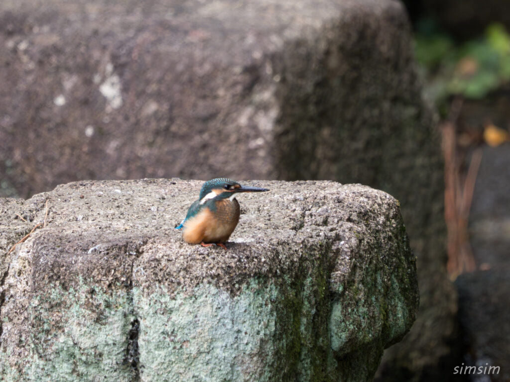 都内の公園 カワセミ