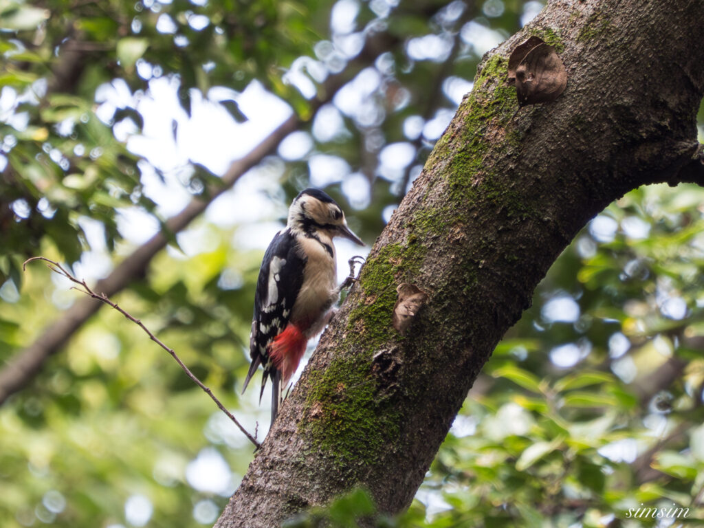 埼玉の公園　アカゲラ