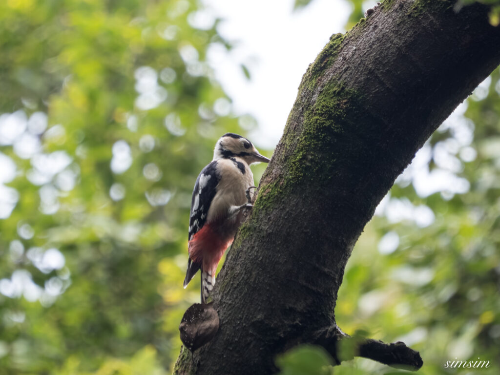 埼玉の公園　アカゲラ