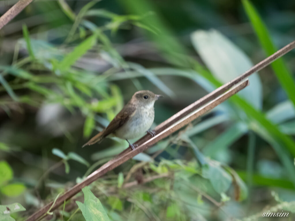 埼玉の公園　キビタキ