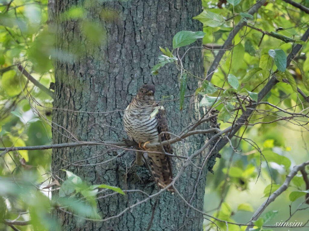 埼玉の公園　カッコウ　ツツドリ