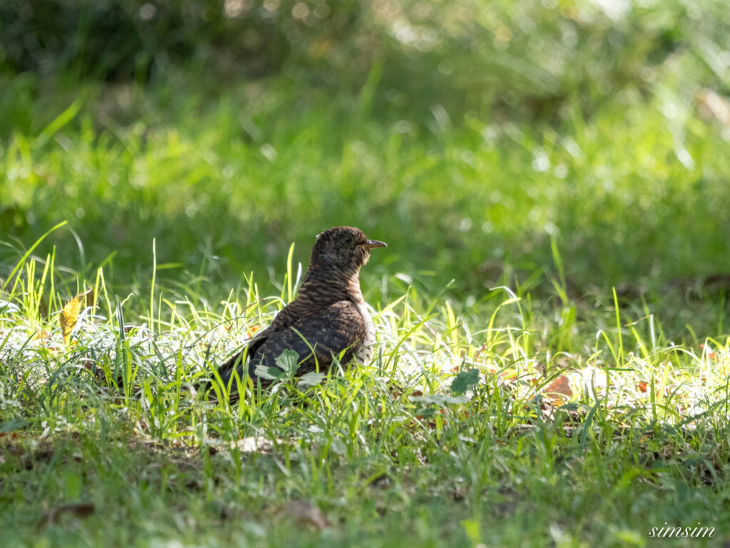 埼玉の公園　カッコウ　ツツドリ