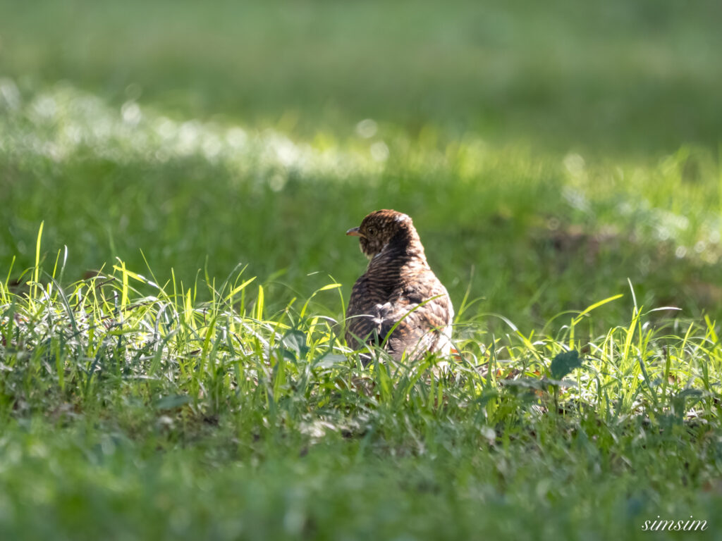 埼玉の公園　カッコウ　ツツドリ