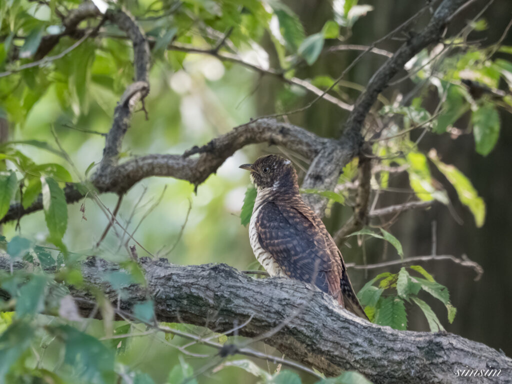 埼玉の公園　カッコウ　ツツドリ