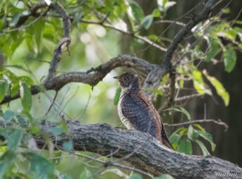 埼玉の公園　カッコウ　ツツドリ